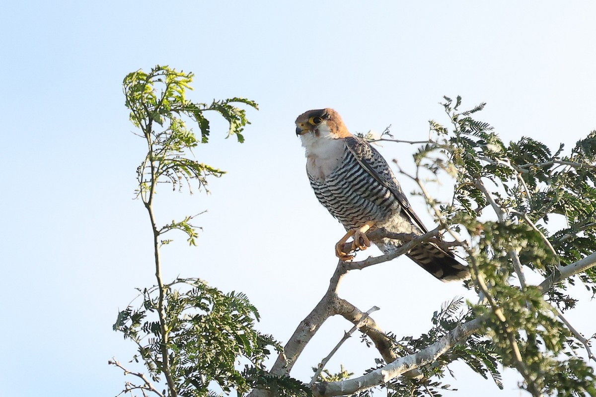 Red-necked Falcon - ML621196669