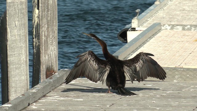 Anhinga d'Australie - ML621196702