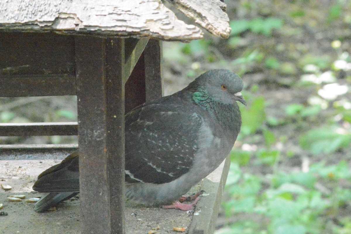 Rock Pigeon (Feral Pigeon) - ML621196703