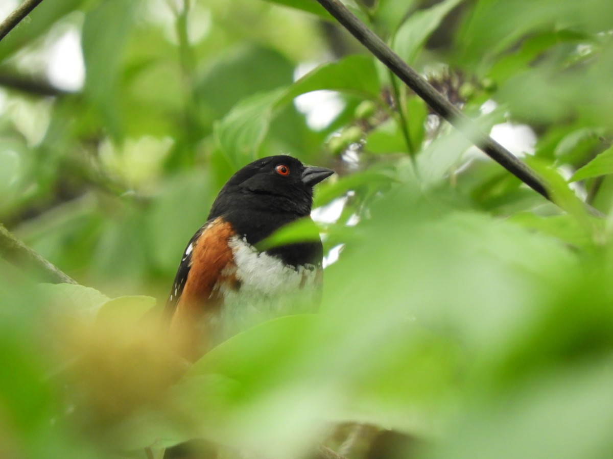 Spotted Towhee - ML621196708
