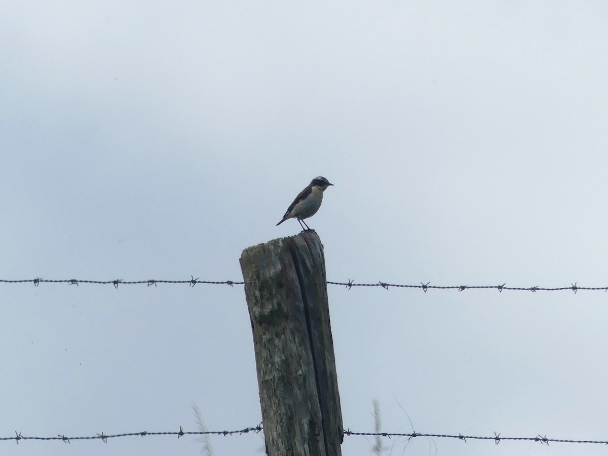 Whinchat - ML621196709