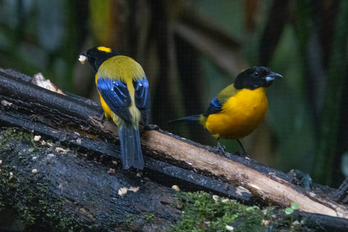 Black-chinned Mountain Tanager - ML621196715