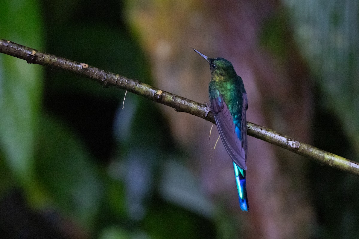 Violet-tailed Sylph - ML621196780