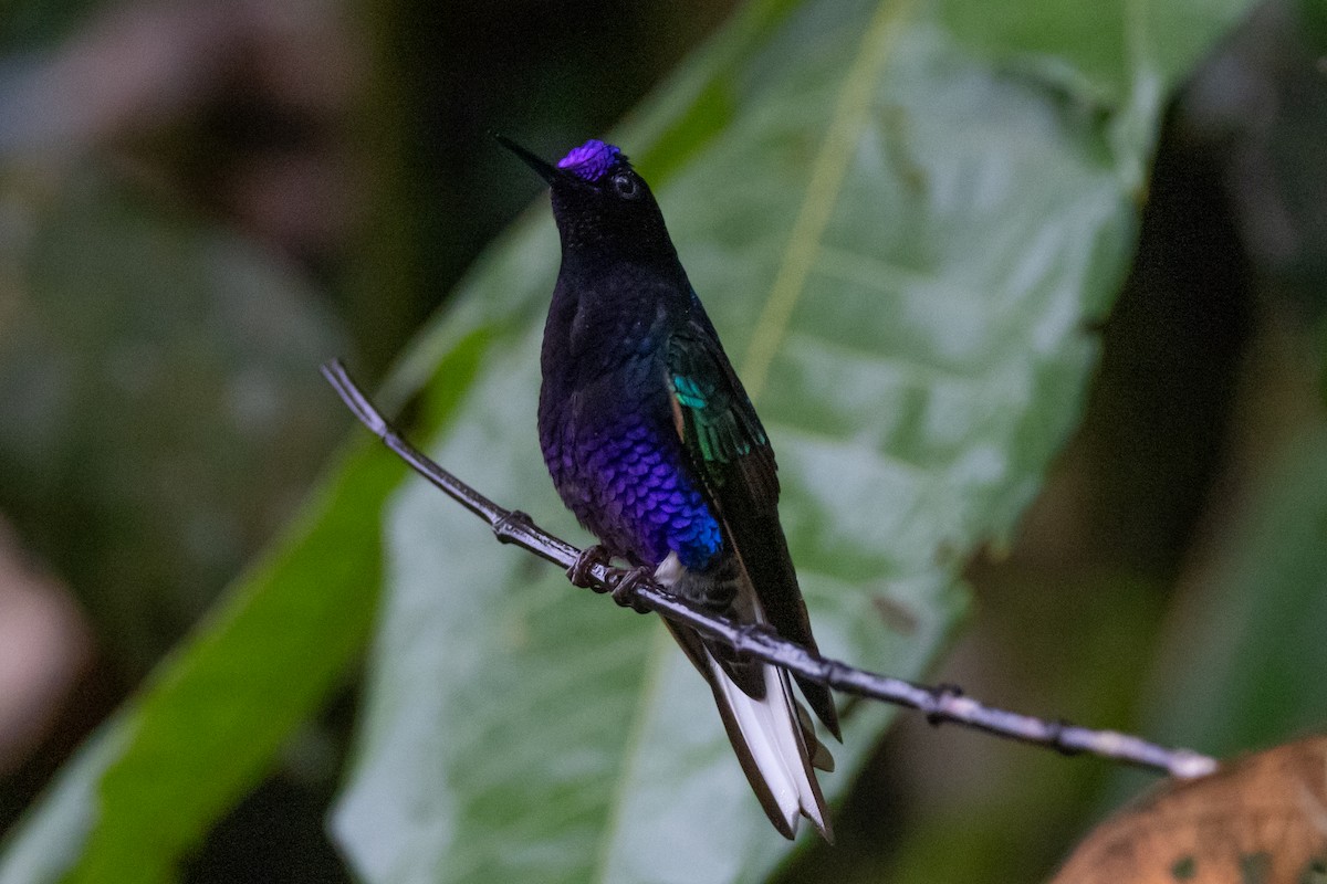 kolibřík hyacintový - ML621196804