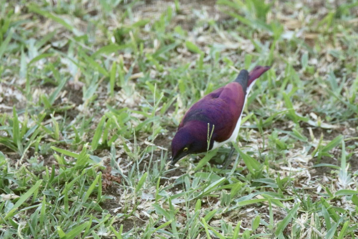 Violet-backed Starling - ML621196820