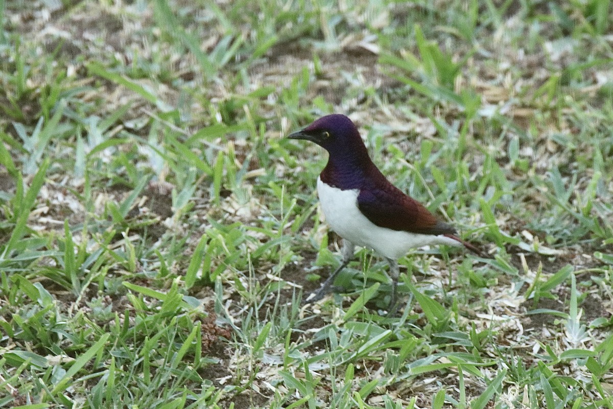 Violet-backed Starling - ML621196821