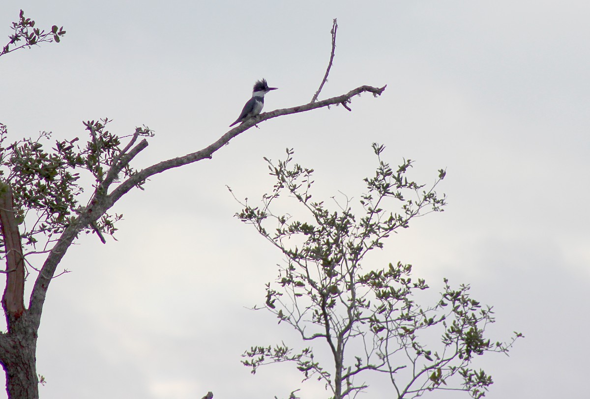 Belted Kingfisher - ML621196822