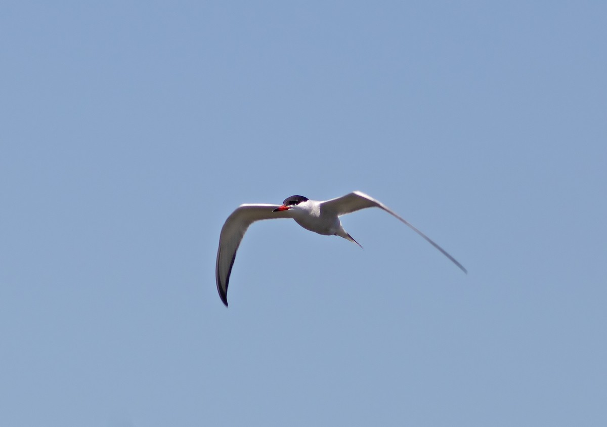 Common Tern - ML621196834