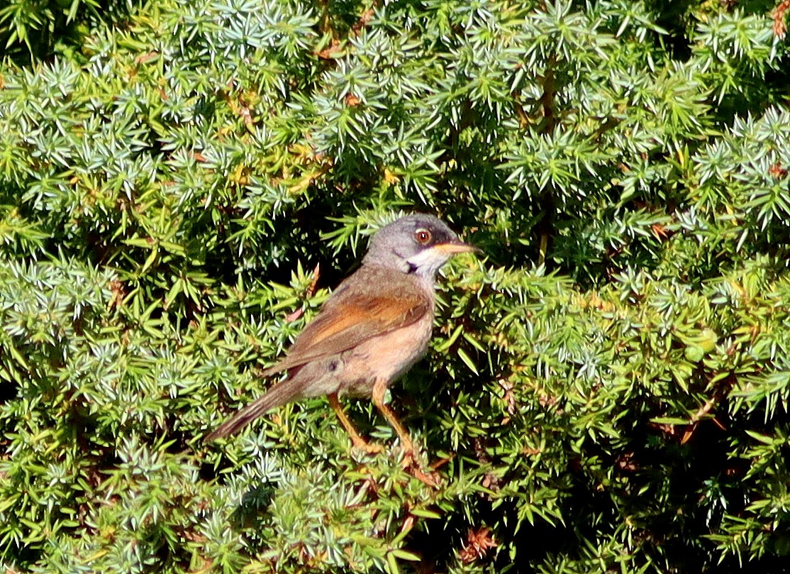 Spectacled Warbler - ML621196842