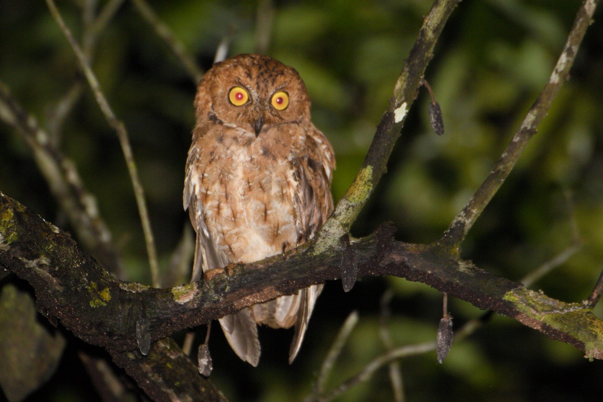 Banggai Scops-Owl - ML621196863