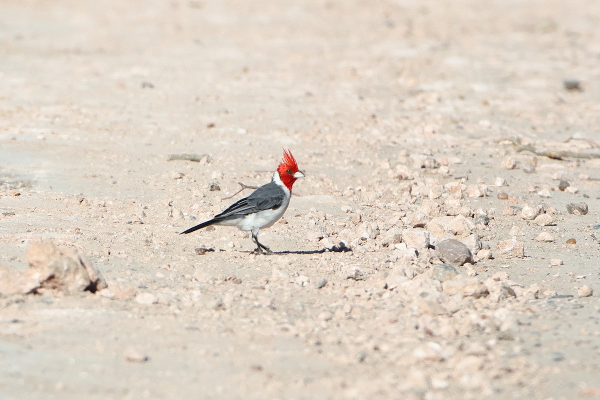 Red-crested Cardinal - ML621196874