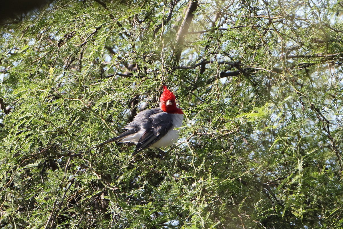Red-crested Cardinal - ML621196875