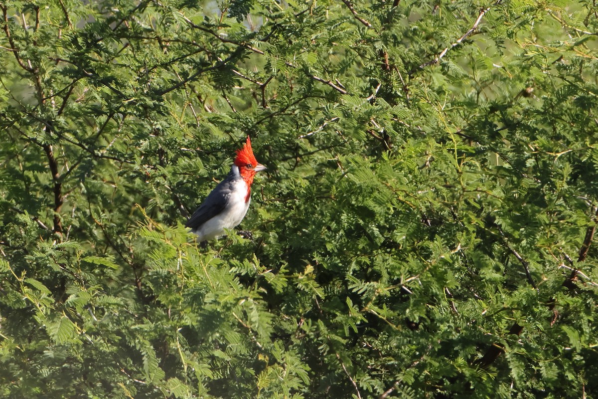 Red-crested Cardinal - ML621196876