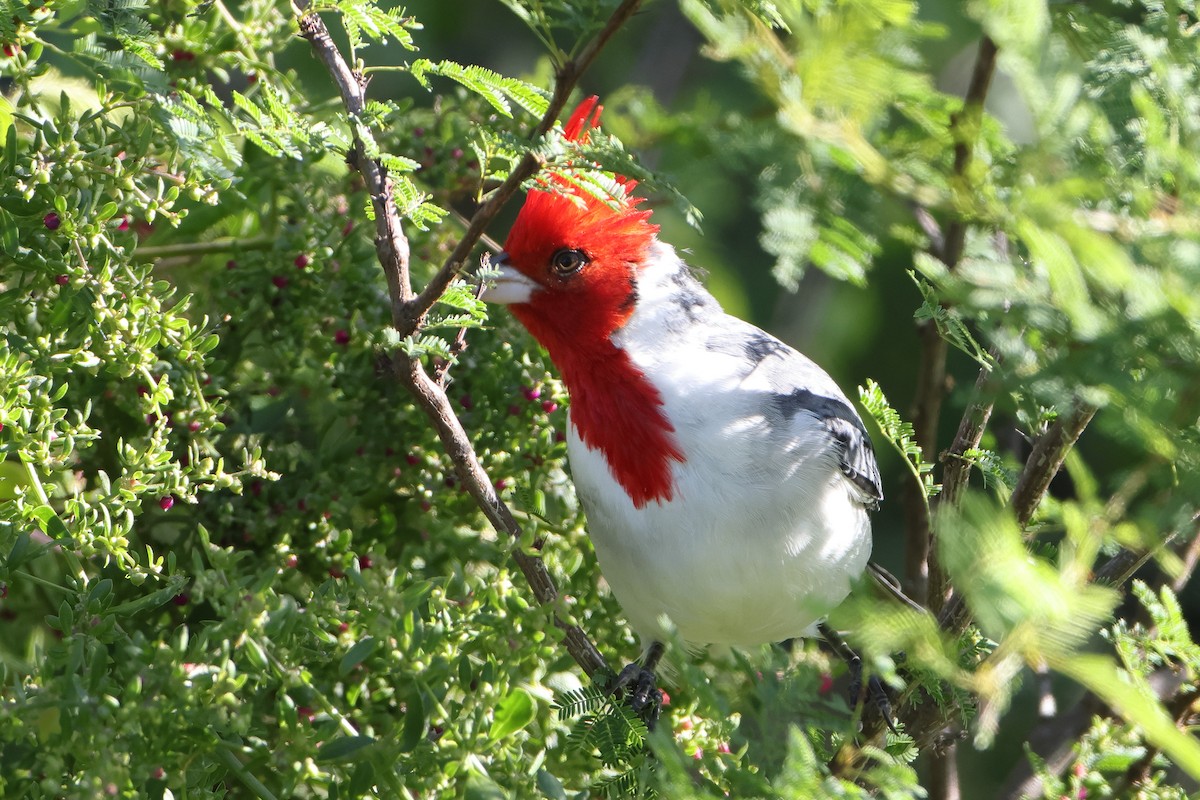 Red-crested Cardinal - ML621196878