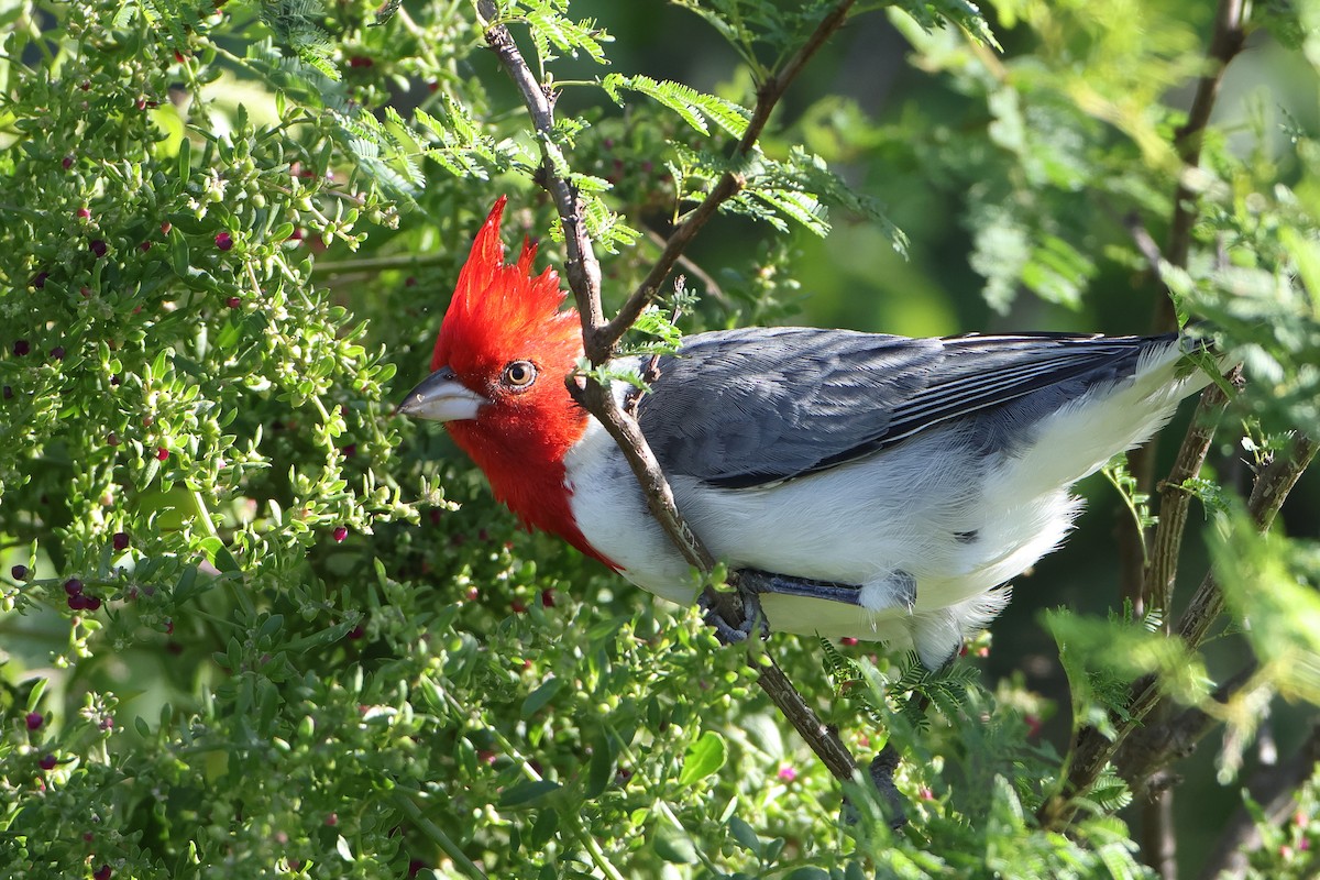 Red-crested Cardinal - ML621196879
