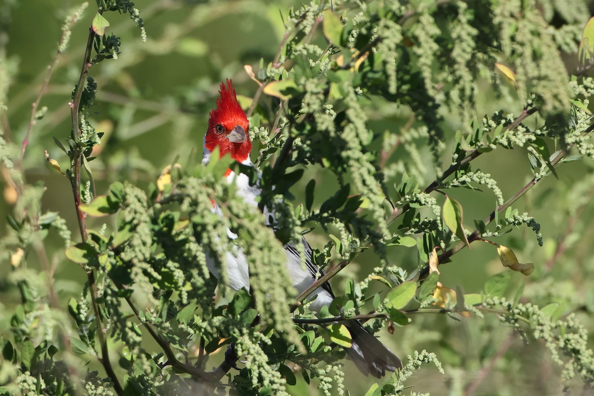 Red-crested Cardinal - ML621196880