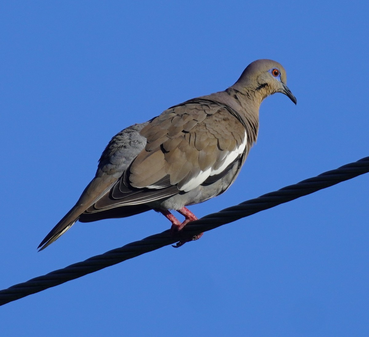 White-winged Dove - ML621196924