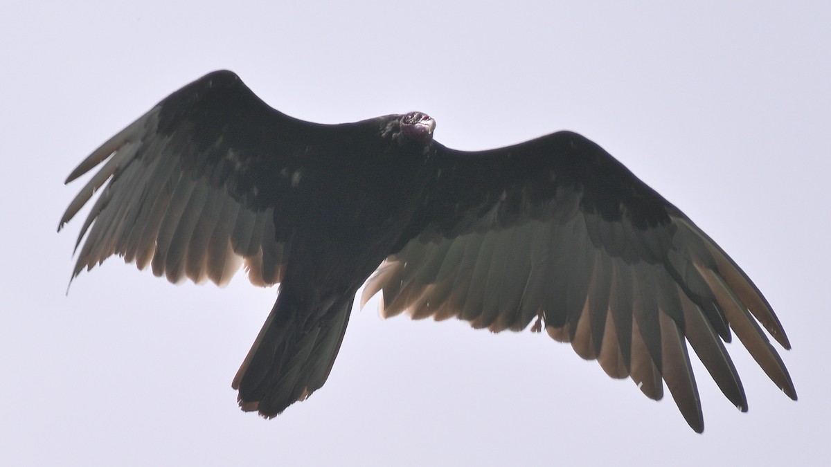 Turkey Vulture - ML621196925