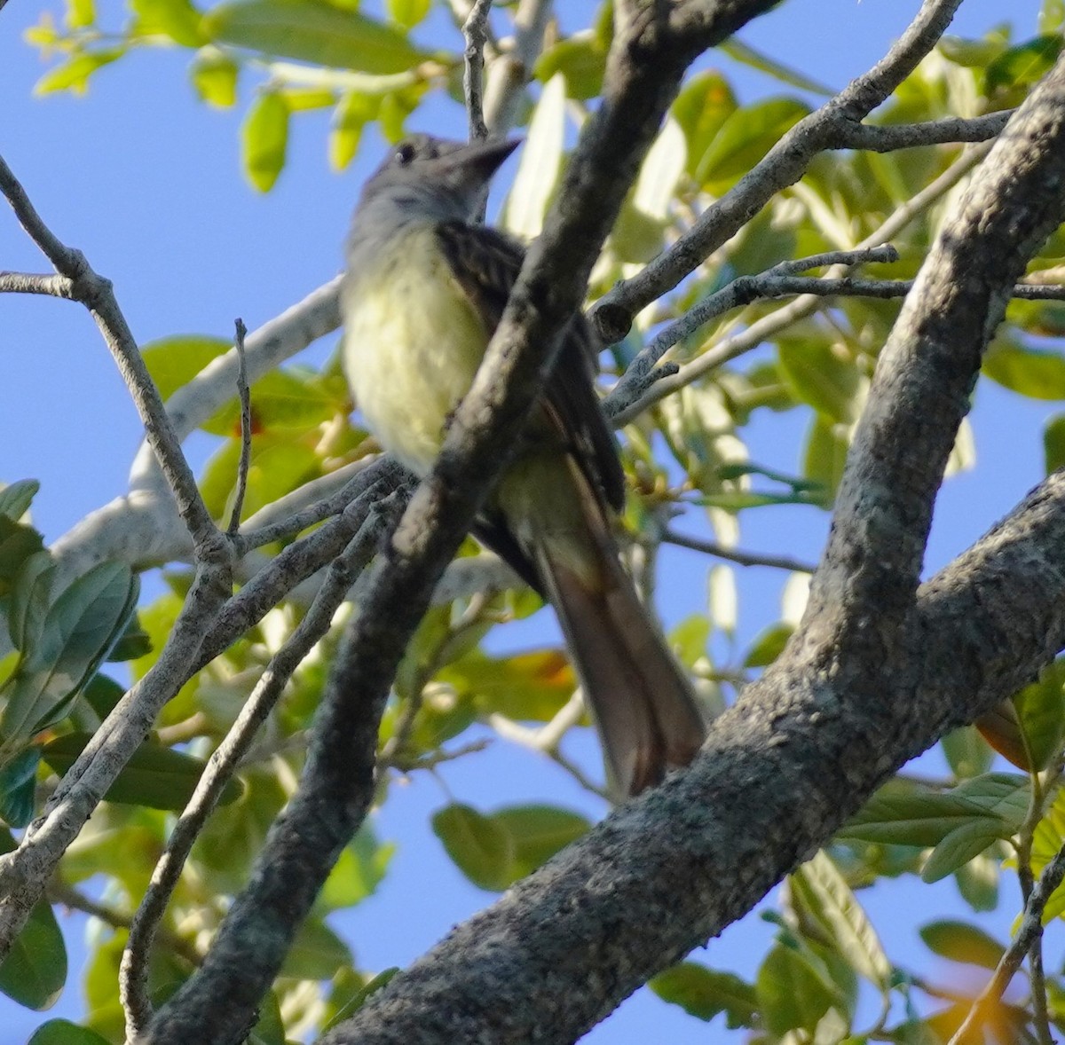 Great Crested Flycatcher - ML621196930