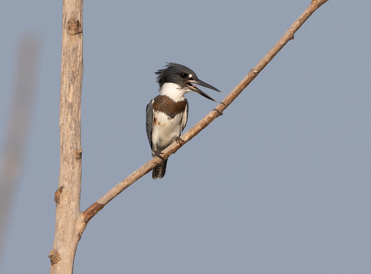 Belted Kingfisher - ML621196936