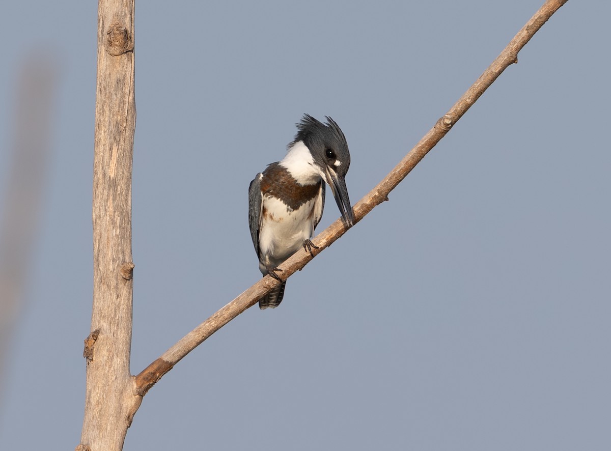 Belted Kingfisher - ML621196937