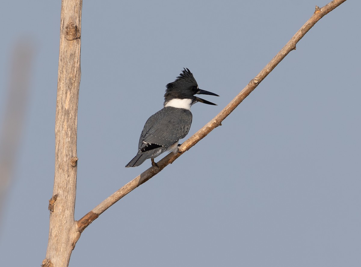 Belted Kingfisher - ML621196938