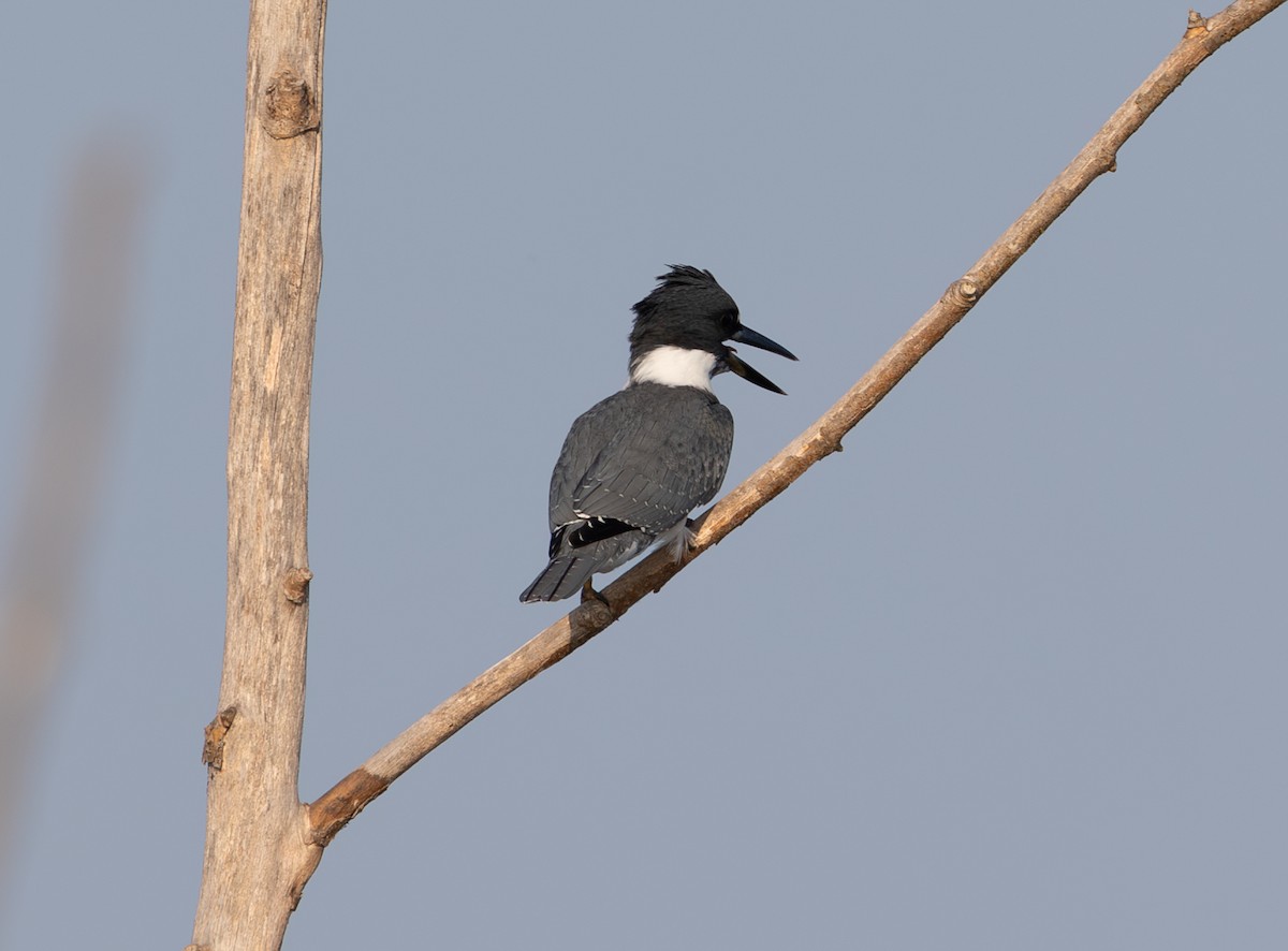 Belted Kingfisher - ML621196939
