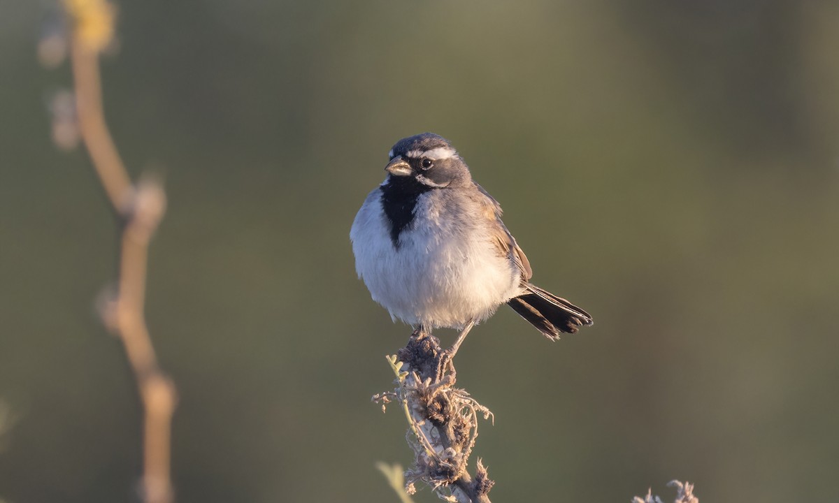 Black-throated Sparrow - ML621196959