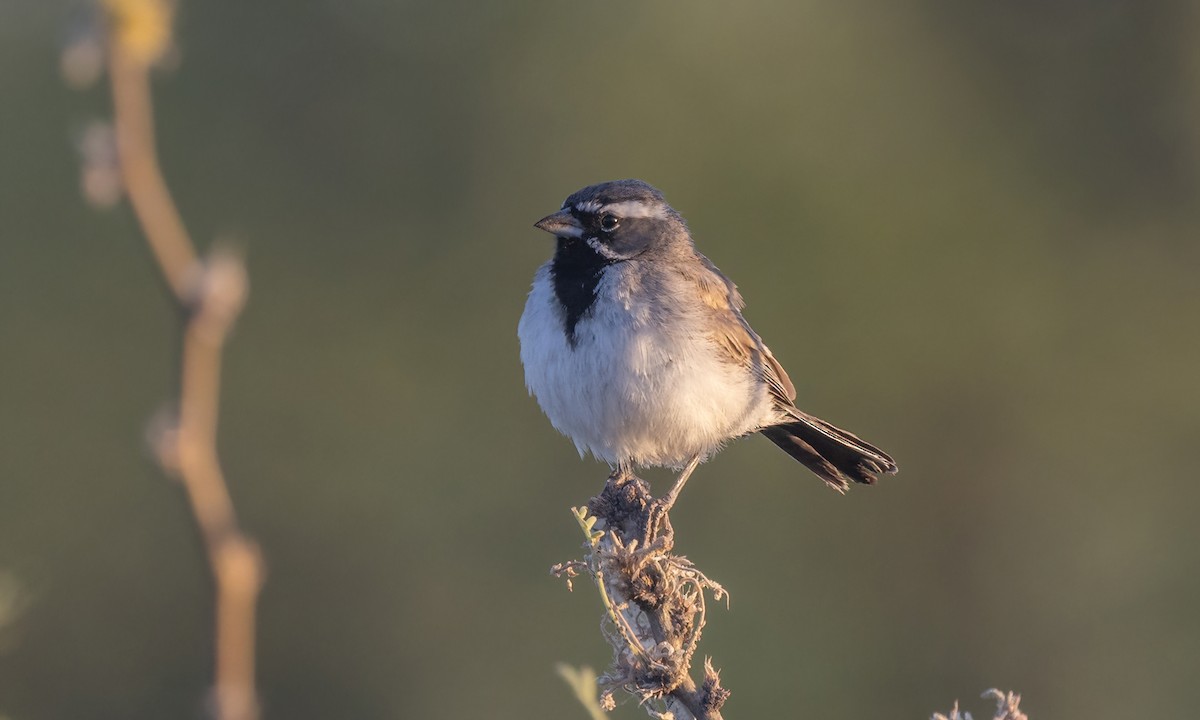 Black-throated Sparrow - ML621196960
