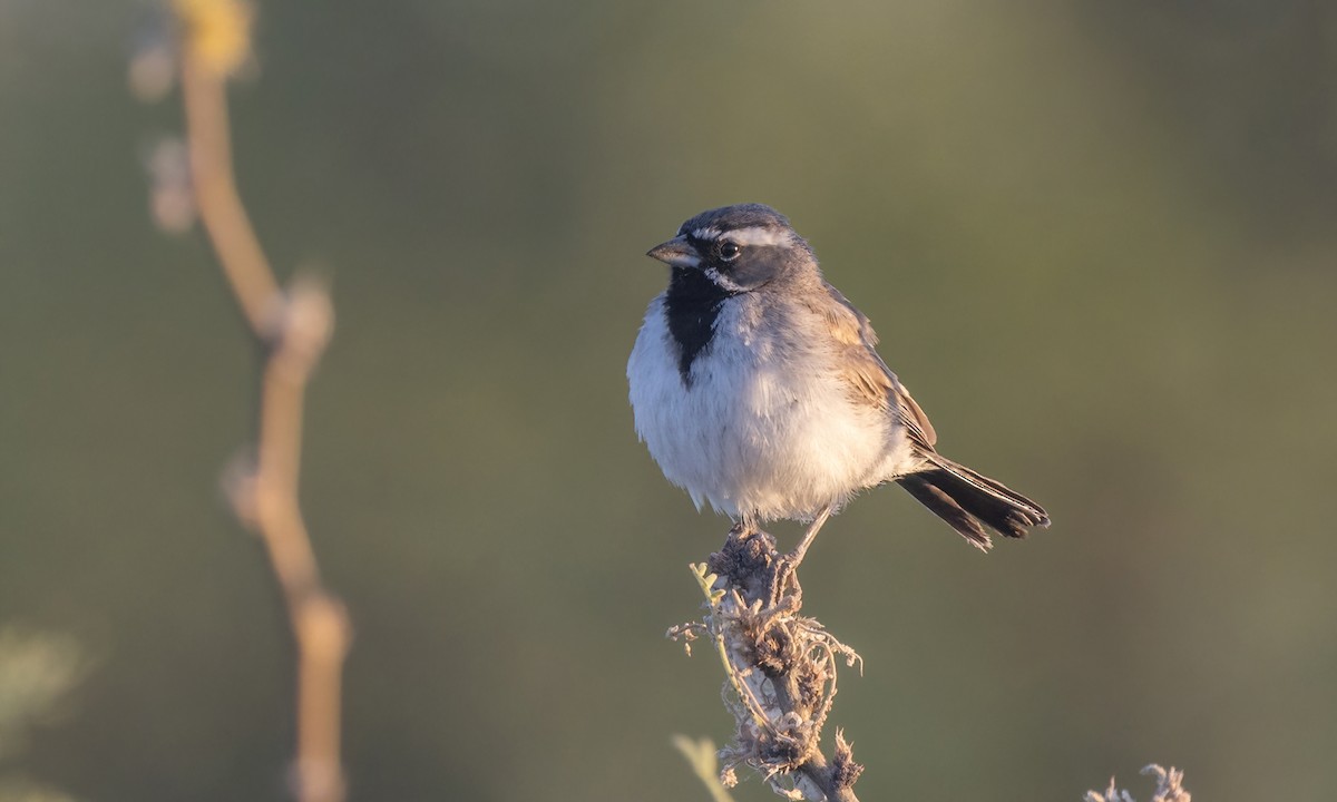 Black-throated Sparrow - ML621196961