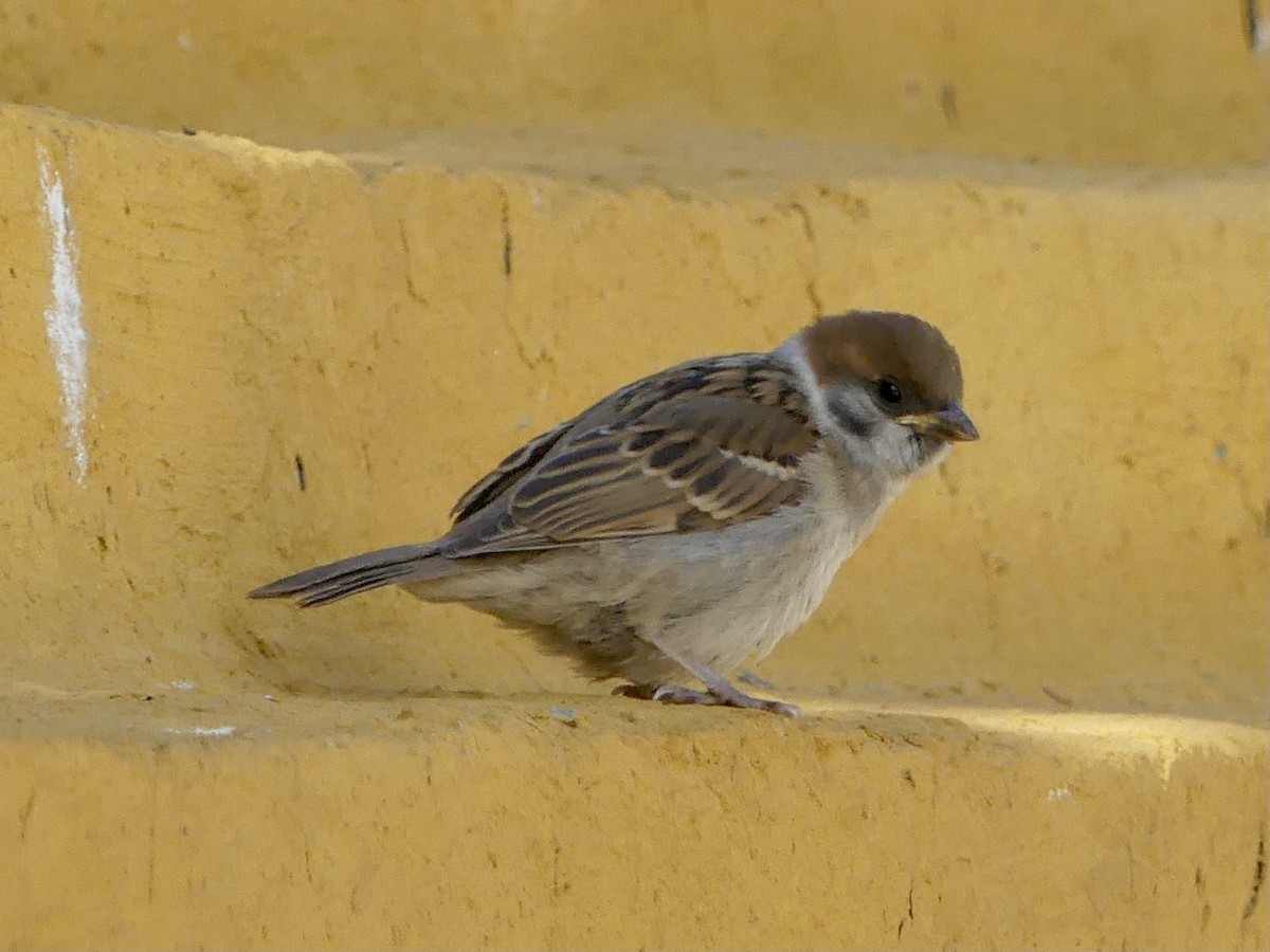Eurasian Tree Sparrow - ML621196974