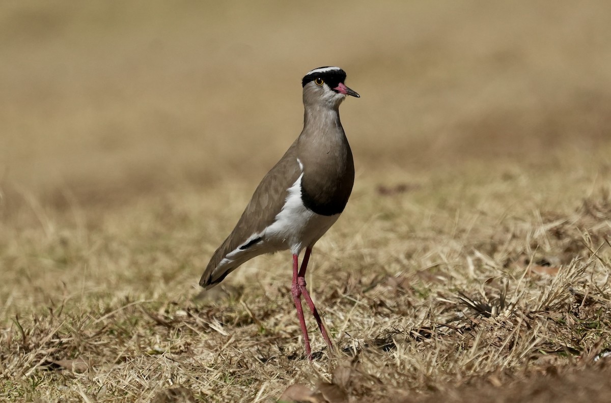 Crowned Lapwing - ML621196975