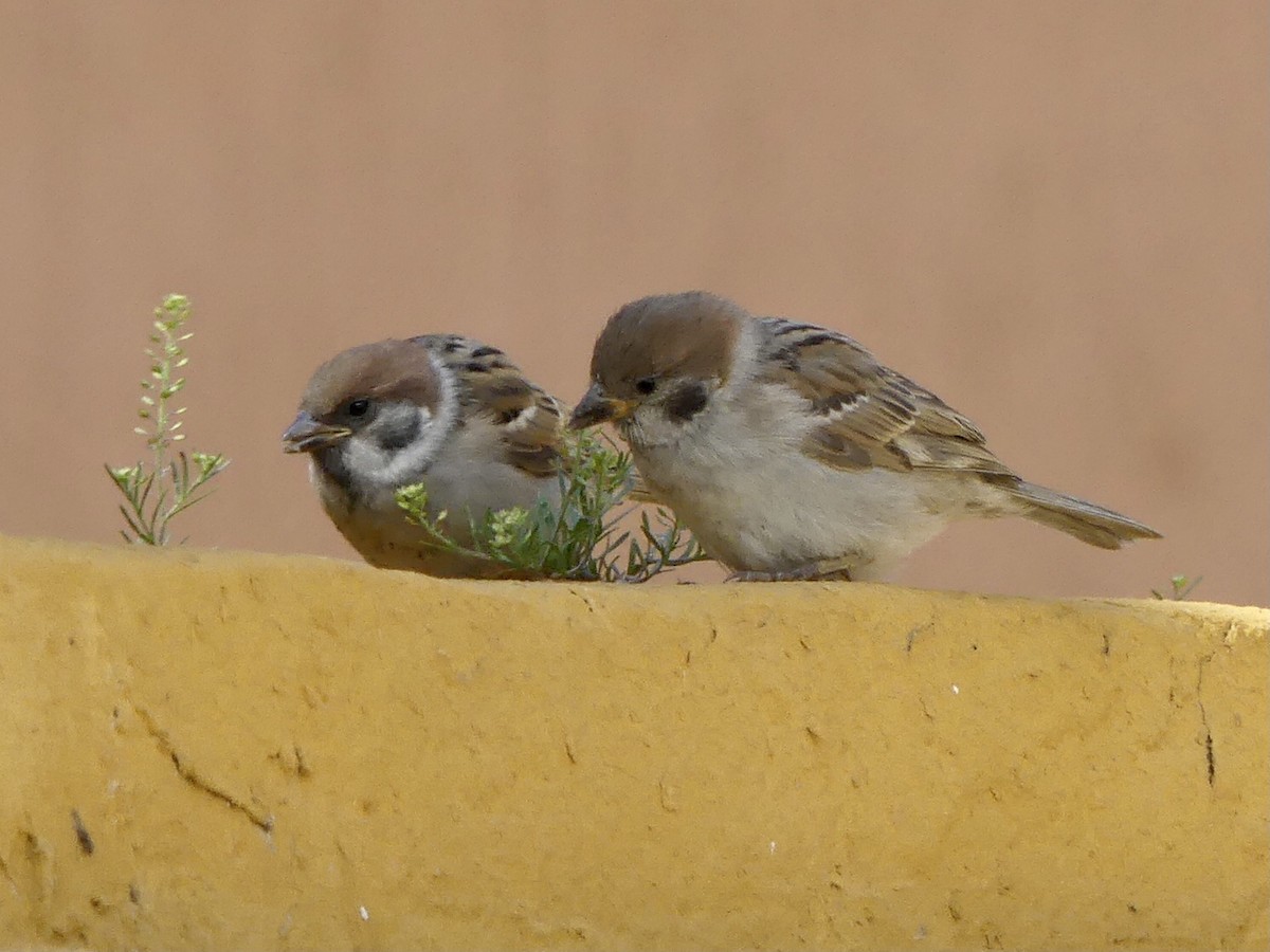 Eurasian Tree Sparrow - ML621196977