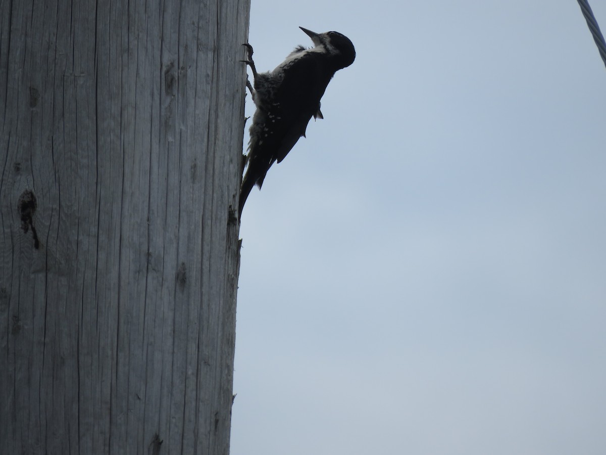 Black-backed Woodpecker - ML621197018