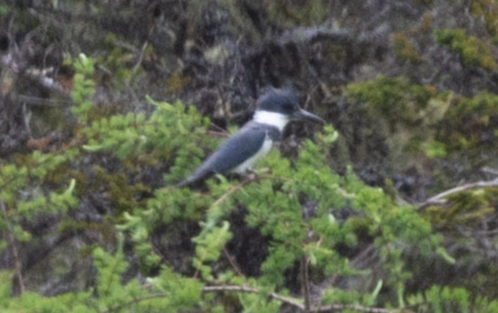 Belted Kingfisher - ML621197042