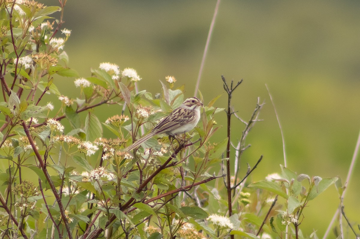 Clay-colored Sparrow - ML621197049