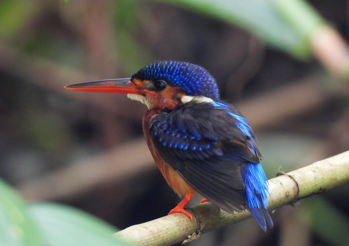 Blue-eared Kingfisher - ML621197062