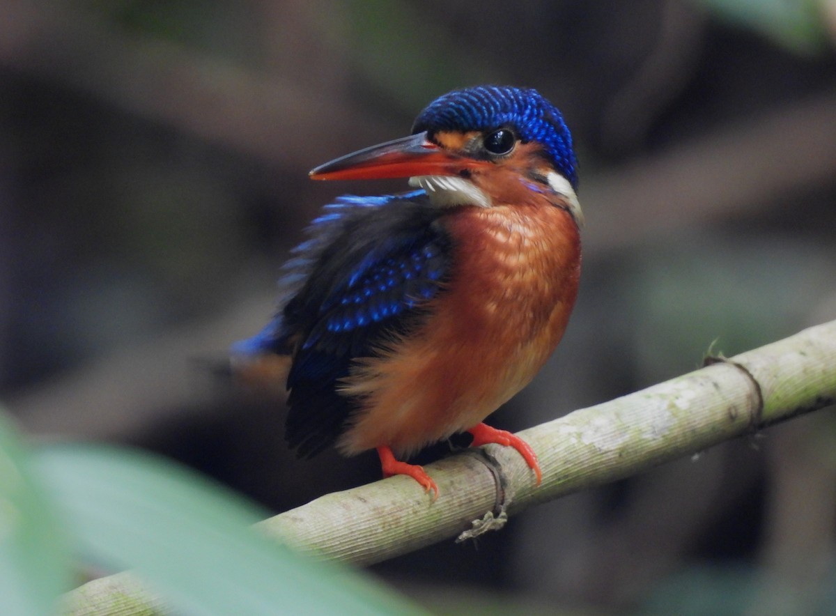 Blue-eared Kingfisher - ML621197063