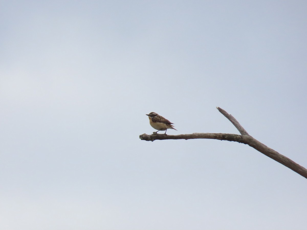 Whinchat - ML621197093