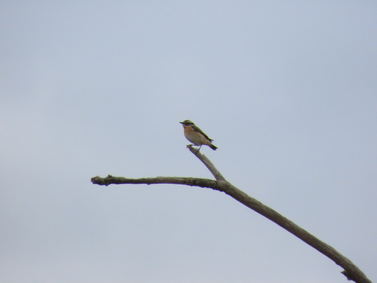 Whinchat - ML621197094