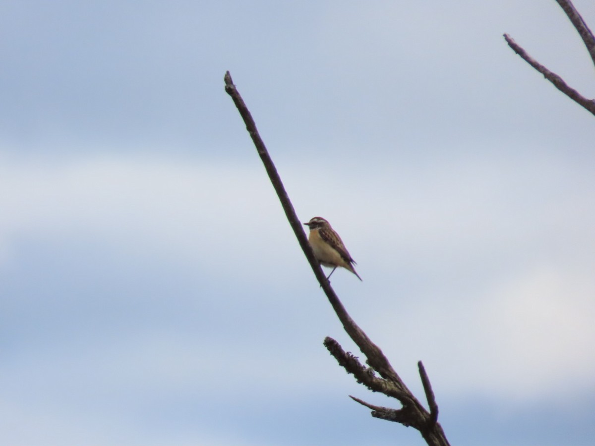 Whinchat - ML621197095