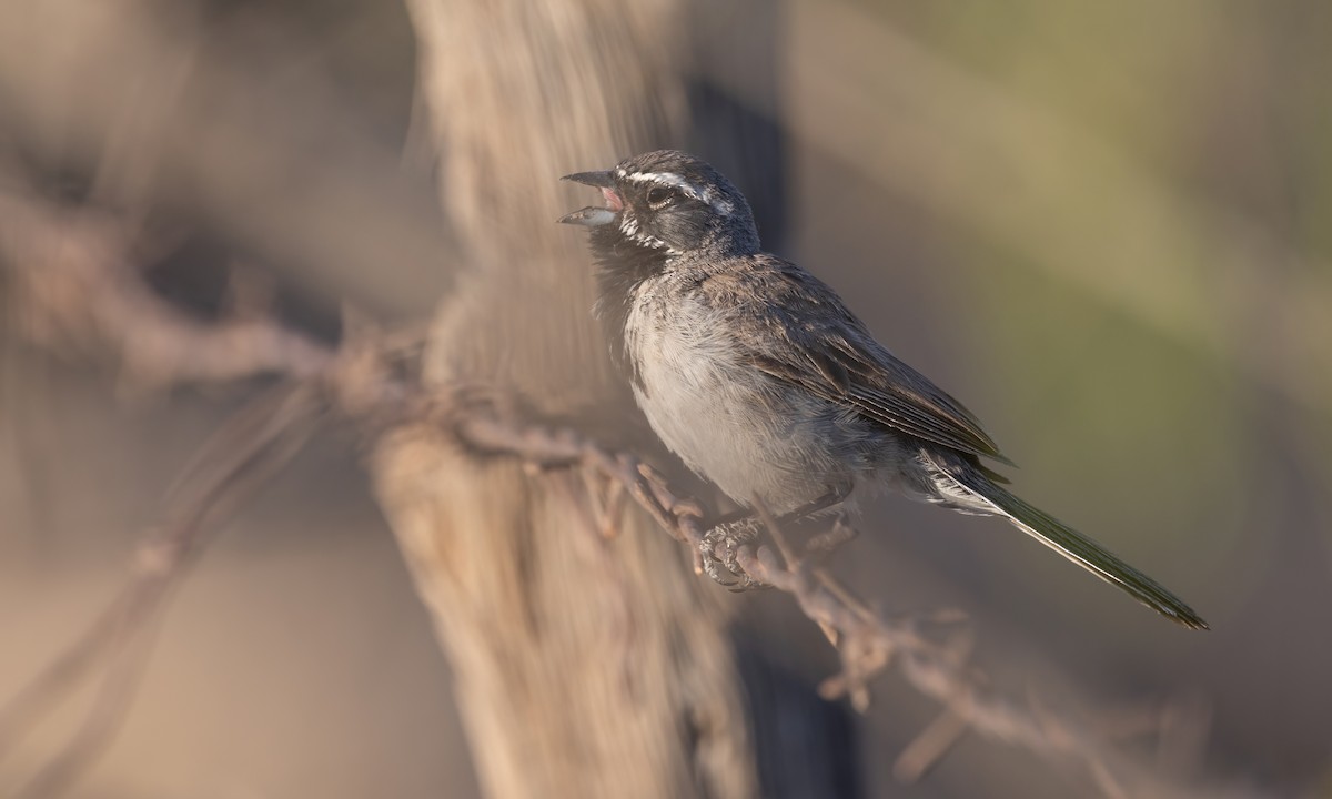 Black-throated Sparrow - ML621197101