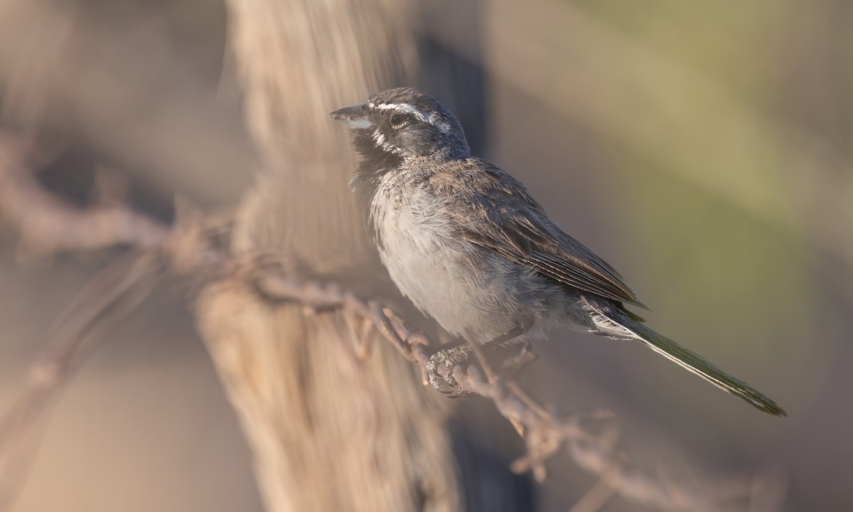 Black-throated Sparrow - ML621197102