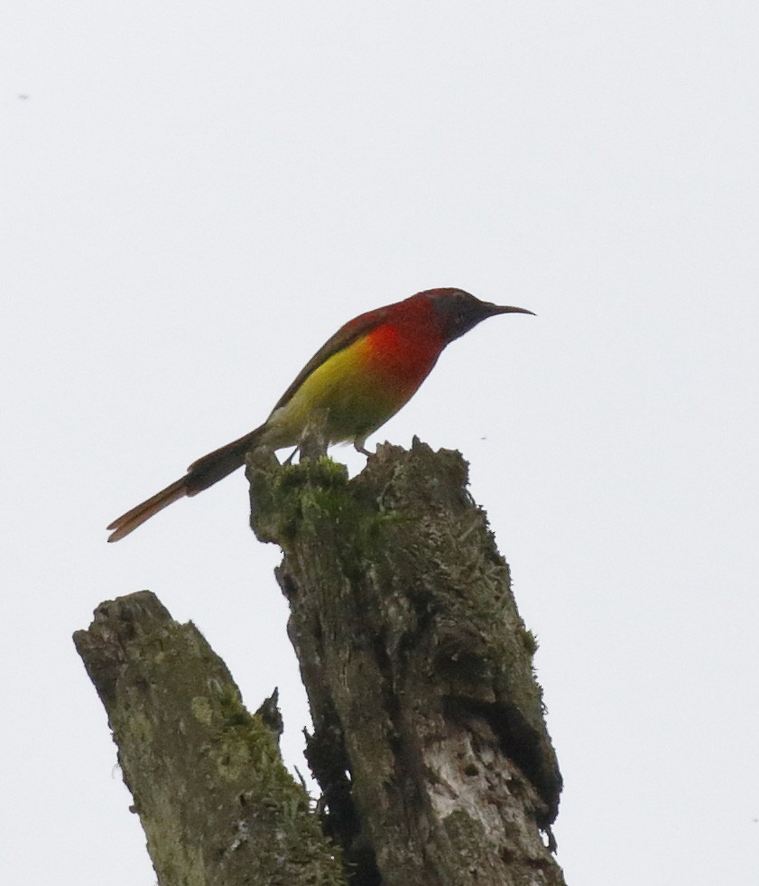 Mrs. Gould's Sunbird - ML62119711