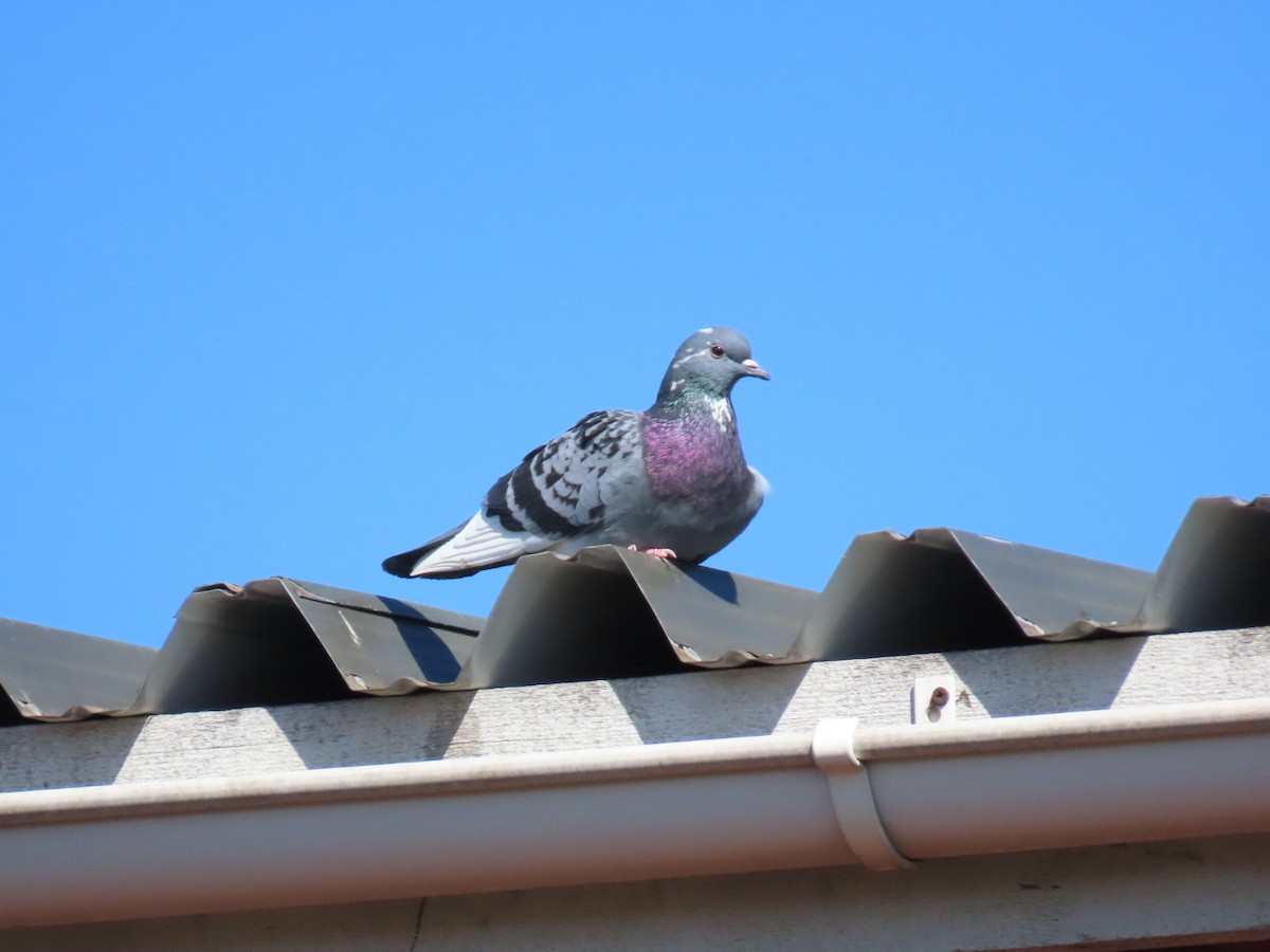 Pigeon biset (forme domestique) - ML621197110