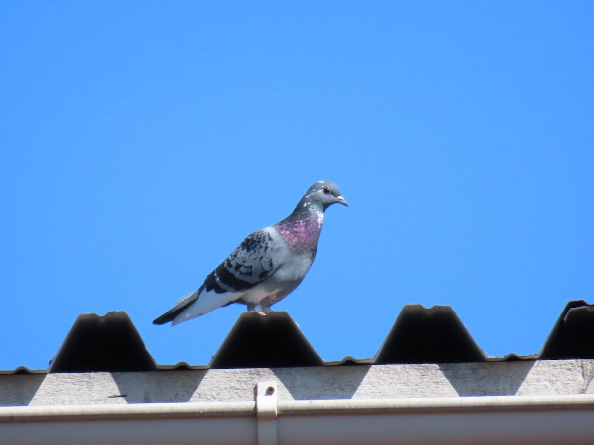 Rock Pigeon (Feral Pigeon) - ML621197111