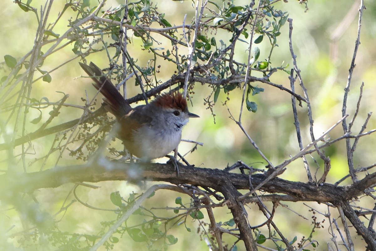 Sooty-fronted Spinetail - ML621197113