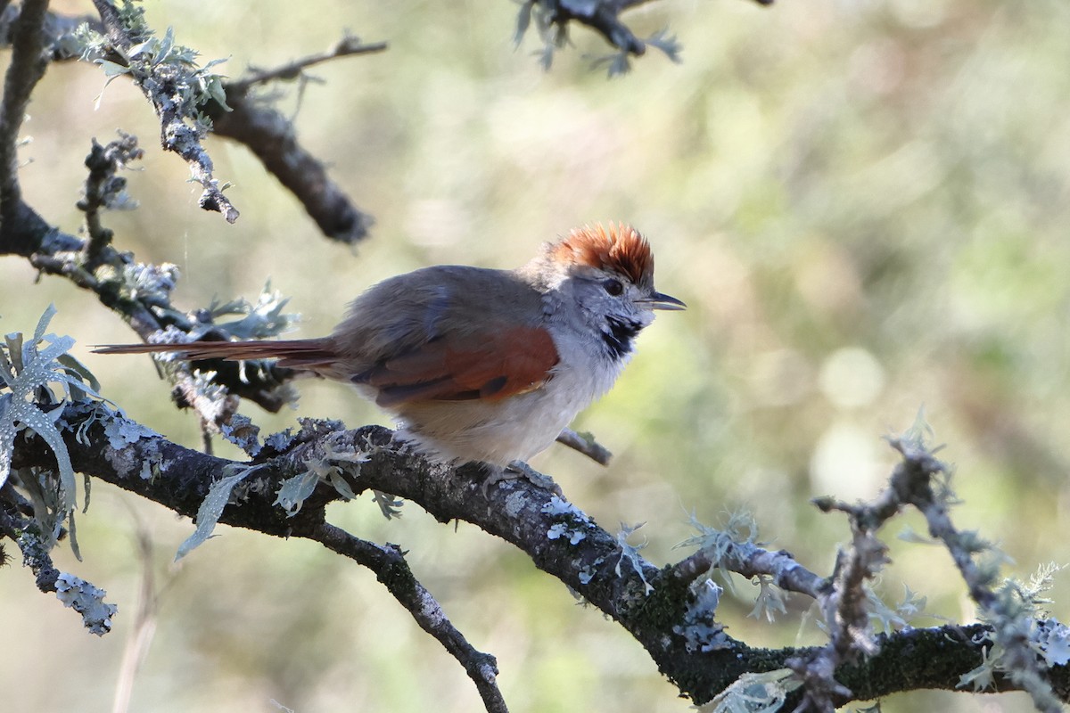 Sooty-fronted Spinetail - ML621197114