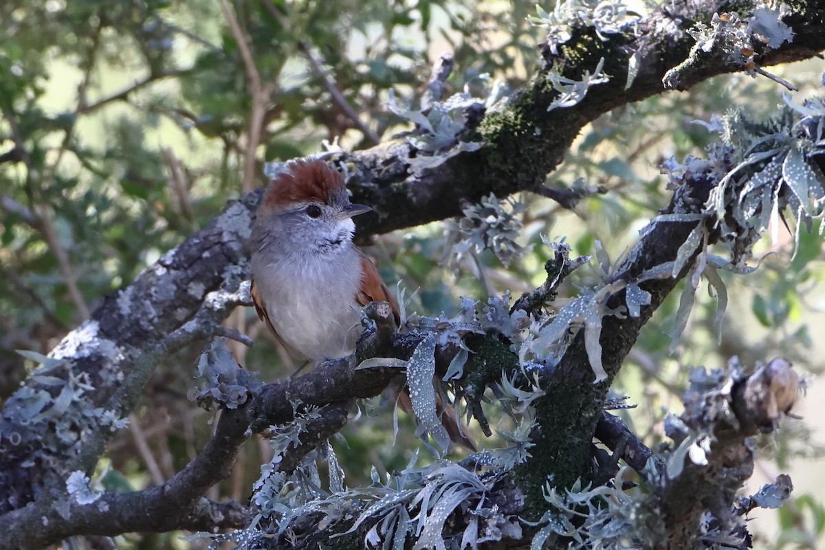 Sooty-fronted Spinetail - ML621197115