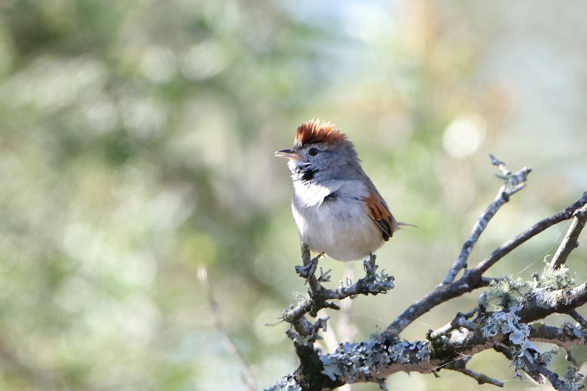 Sooty-fronted Spinetail - ML621197116